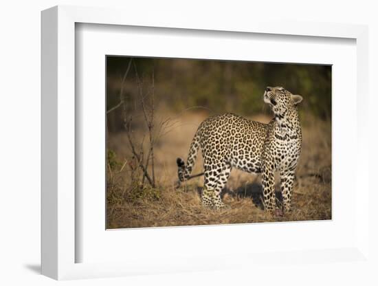 Leopard (Panthera Pardus) Male Looking Up at His Kill in the Tree-Wim van den Heever-Framed Photographic Print