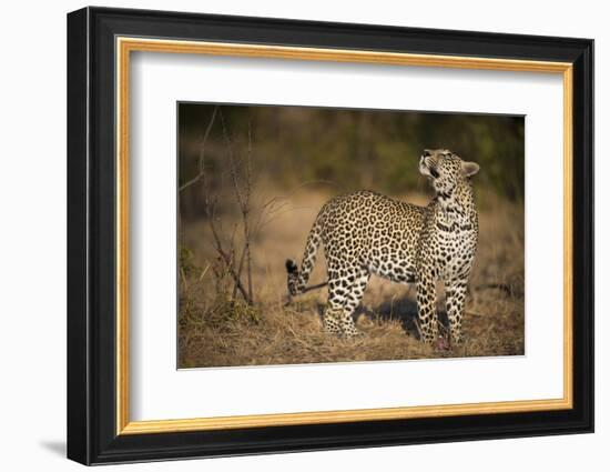 Leopard (Panthera Pardus) Male Looking Up at His Kill in the Tree-Wim van den Heever-Framed Photographic Print