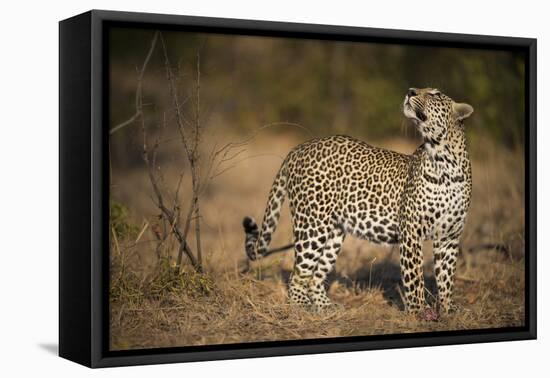 Leopard (Panthera Pardus) Male Looking Up at His Kill in the Tree-Wim van den Heever-Framed Premier Image Canvas