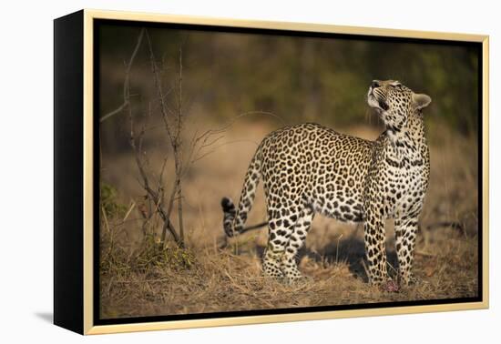 Leopard (Panthera Pardus) Male Looking Up at His Kill in the Tree-Wim van den Heever-Framed Premier Image Canvas