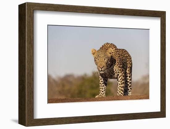 Leopard (Panthera pardus) male, Zimanga private game reserve, KwaZulu-Natal-Ann and Steve Toon-Framed Photographic Print