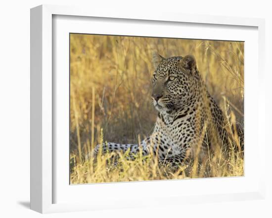 Leopard (Panthera Pardus), Masai Mara National Reserve, Kenya, East Africa, Africa-James Hager-Framed Photographic Print