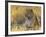 Leopard (Panthera Pardus), Masai Mara National Reserve, Kenya, East Africa, Africa-James Hager-Framed Photographic Print