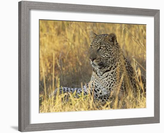 Leopard (Panthera Pardus), Masai Mara National Reserve, Kenya, East Africa, Africa-James Hager-Framed Photographic Print