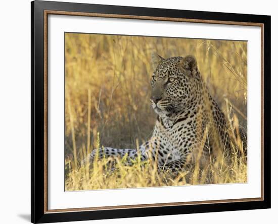 Leopard (Panthera Pardus), Masai Mara National Reserve, Kenya, East Africa, Africa-James Hager-Framed Photographic Print