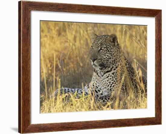 Leopard (Panthera Pardus), Masai Mara National Reserve, Kenya, East Africa, Africa-James Hager-Framed Photographic Print