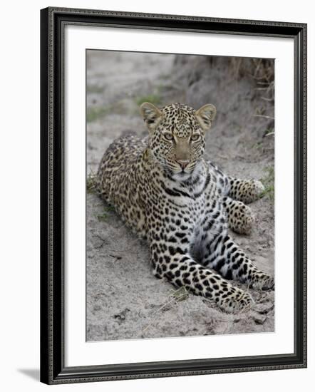 Leopard (Panthera Pardus), Masai Mara National Reserve, Kenya, East Africa, Africa-James Hager-Framed Photographic Print