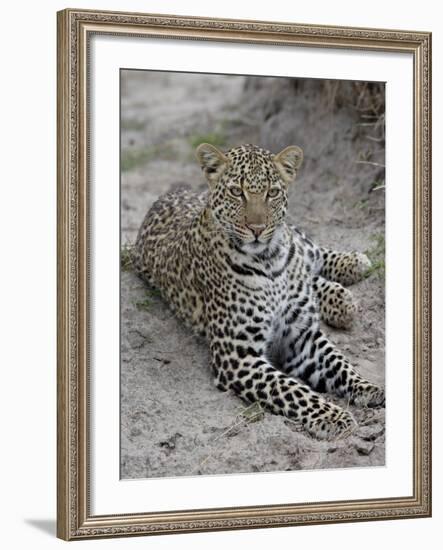 Leopard (Panthera Pardus), Masai Mara National Reserve, Kenya, East Africa, Africa-James Hager-Framed Photographic Print