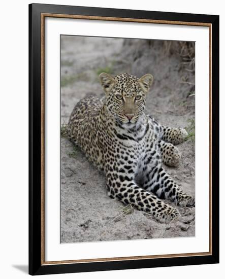 Leopard (Panthera Pardus), Masai Mara National Reserve, Kenya, East Africa, Africa-James Hager-Framed Photographic Print