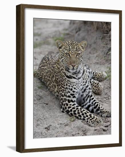 Leopard (Panthera Pardus), Masai Mara National Reserve, Kenya, East Africa, Africa-James Hager-Framed Photographic Print