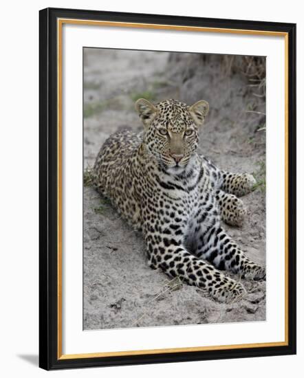 Leopard (Panthera Pardus), Masai Mara National Reserve, Kenya, East Africa, Africa-James Hager-Framed Photographic Print