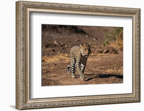 Leopard (Panthera pardus), Mashatu Game Reserve, Botswana, Africa-Sergio Pitamitz-Framed Photographic Print