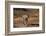 Leopard (Panthera pardus), Mashatu Game Reserve, Botswana, Africa-Sergio Pitamitz-Framed Photographic Print