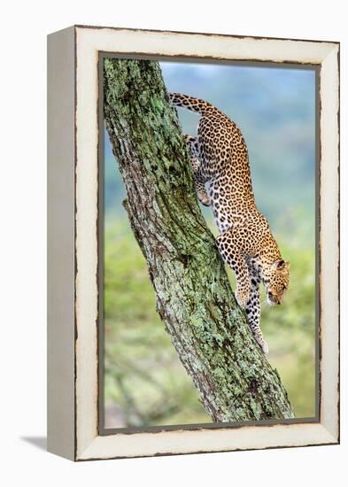 Leopard (Panthera Pardus) Moving Down a Tree, Ndutu, Ngorongoro Conservation Area, Tanzania-null-Framed Stretched Canvas