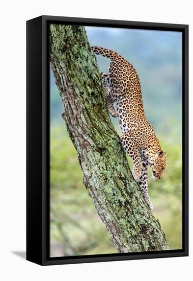 Leopard (Panthera Pardus) Moving Down a Tree, Ndutu, Ngorongoro Conservation Area, Tanzania-null-Framed Stretched Canvas