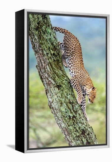 Leopard (Panthera Pardus) Moving Down a Tree, Ndutu, Ngorongoro Conservation Area, Tanzania-null-Framed Stretched Canvas