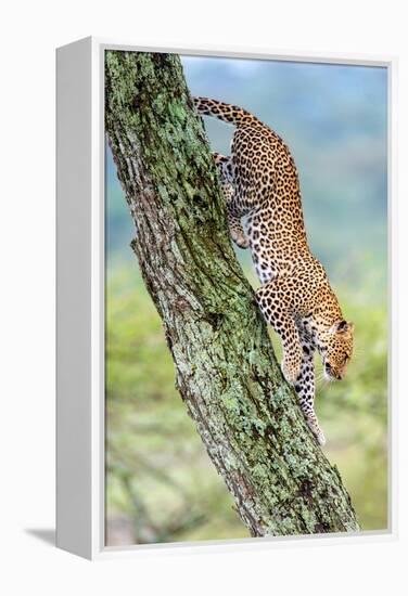 Leopard (Panthera Pardus) Moving Down a Tree, Ndutu, Ngorongoro Conservation Area, Tanzania-null-Framed Stretched Canvas