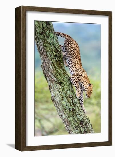 Leopard (Panthera Pardus) Moving Down a Tree, Ndutu, Ngorongoro Conservation Area, Tanzania-null-Framed Photographic Print