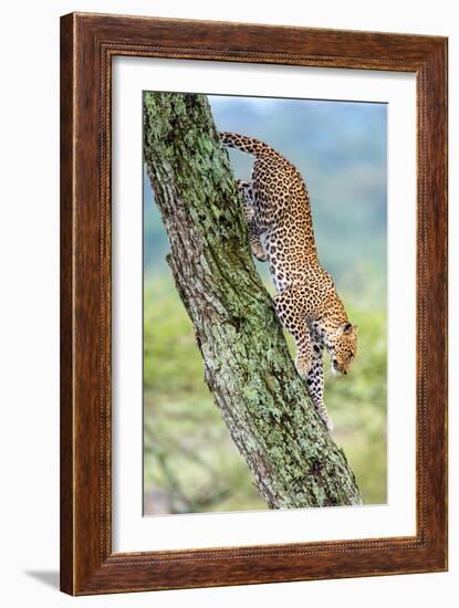 Leopard (Panthera Pardus) Moving Down a Tree, Ndutu, Ngorongoro Conservation Area, Tanzania-null-Framed Photographic Print