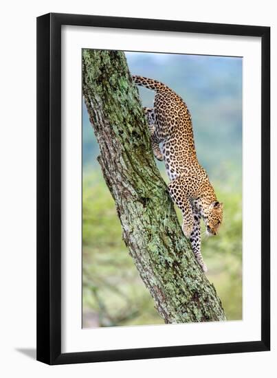 Leopard (Panthera Pardus) Moving Down a Tree, Ndutu, Ngorongoro Conservation Area, Tanzania-null-Framed Photographic Print