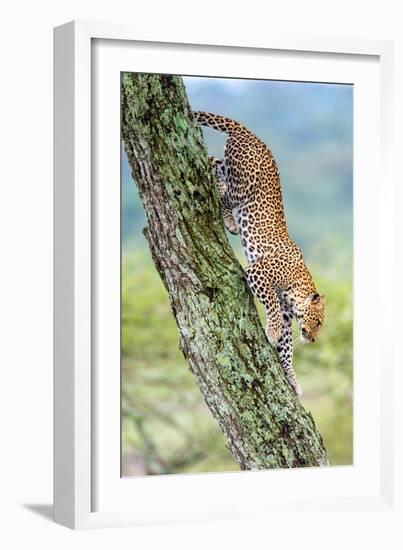 Leopard (Panthera Pardus) Moving Down a Tree, Ndutu, Ngorongoro Conservation Area, Tanzania-null-Framed Photographic Print