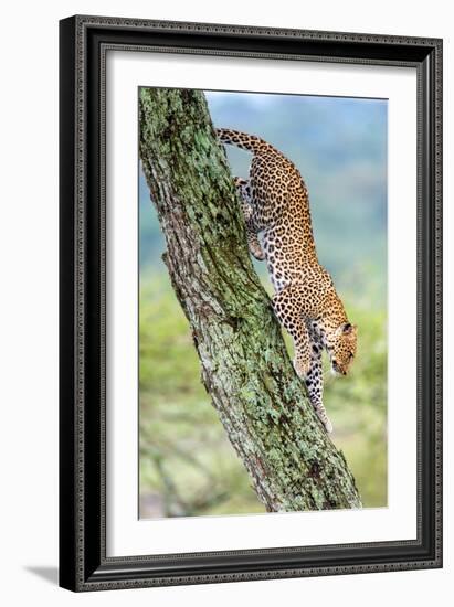 Leopard (Panthera Pardus) Moving Down a Tree, Ndutu, Ngorongoro Conservation Area, Tanzania-null-Framed Photographic Print