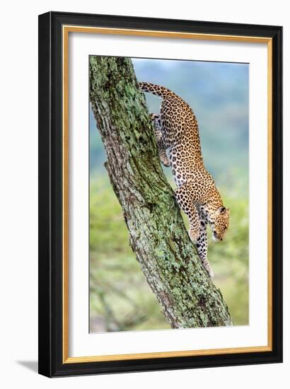 Leopard (Panthera Pardus) Moving Down a Tree, Ndutu, Ngorongoro Conservation Area, Tanzania-null-Framed Photographic Print