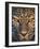 Leopard (Panthera Pardus), Ndutu, Ngorongoro Conservation Area, Tanzania-null-Framed Photographic Print