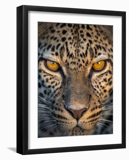 Leopard (Panthera Pardus), Ndutu, Ngorongoro Conservation Area, Tanzania-null-Framed Photographic Print