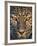 Leopard (Panthera Pardus), Ndutu, Ngorongoro Conservation Area, Tanzania-null-Framed Photographic Print