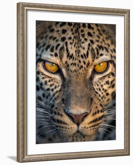 Leopard (Panthera Pardus), Ndutu, Ngorongoro Conservation Area, Tanzania-null-Framed Photographic Print