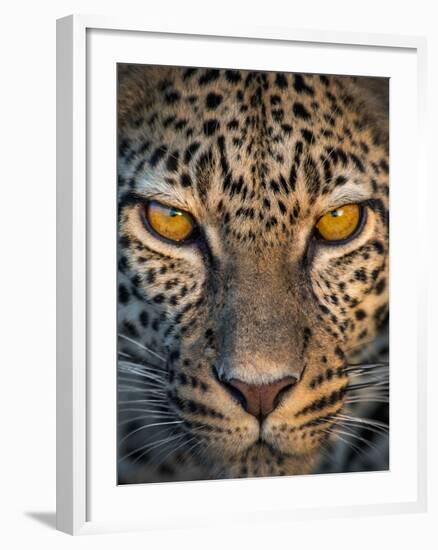 Leopard (Panthera Pardus), Ndutu, Ngorongoro Conservation Area, Tanzania-null-Framed Photographic Print