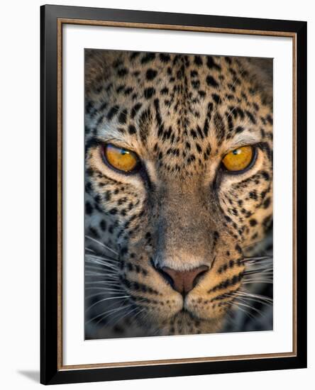 Leopard (Panthera Pardus), Ndutu, Ngorongoro Conservation Area, Tanzania-null-Framed Photographic Print