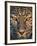 Leopard (Panthera Pardus), Ndutu, Ngorongoro Conservation Area, Tanzania-null-Framed Photographic Print