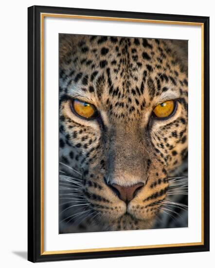 Leopard (Panthera Pardus), Ndutu, Ngorongoro Conservation Area, Tanzania-null-Framed Photographic Print