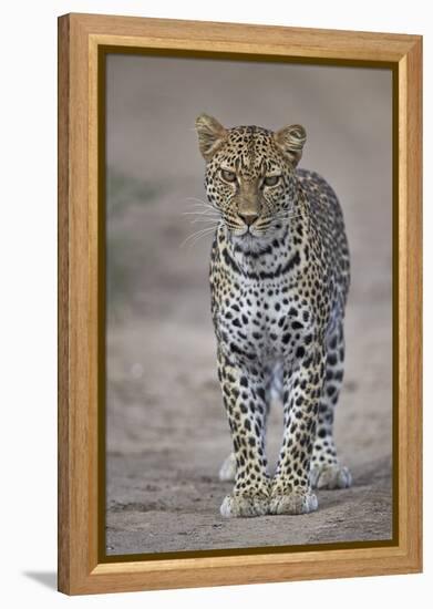 Leopard (Panthera Pardus), Ngorongoro Conservation Area, Serengeti, Tanzania, East Africa, Africa-James Hager-Framed Premier Image Canvas