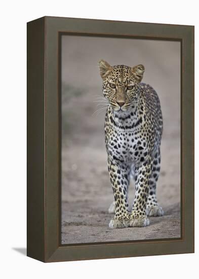 Leopard (Panthera Pardus), Ngorongoro Conservation Area, Serengeti, Tanzania, East Africa, Africa-James Hager-Framed Premier Image Canvas