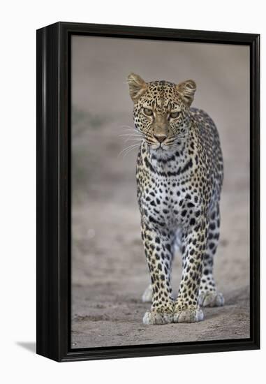 Leopard (Panthera Pardus), Ngorongoro Conservation Area, Serengeti, Tanzania, East Africa, Africa-James Hager-Framed Premier Image Canvas