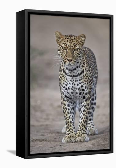 Leopard (Panthera Pardus), Ngorongoro Conservation Area, Serengeti, Tanzania, East Africa, Africa-James Hager-Framed Premier Image Canvas