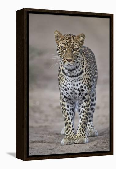 Leopard (Panthera Pardus), Ngorongoro Conservation Area, Serengeti, Tanzania, East Africa, Africa-James Hager-Framed Premier Image Canvas