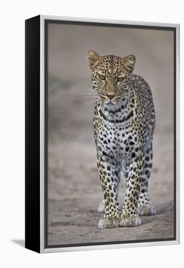 Leopard (Panthera Pardus), Ngorongoro Conservation Area, Serengeti, Tanzania, East Africa, Africa-James Hager-Framed Premier Image Canvas