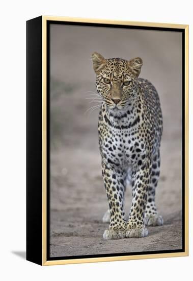 Leopard (Panthera Pardus), Ngorongoro Conservation Area, Serengeti, Tanzania, East Africa, Africa-James Hager-Framed Premier Image Canvas