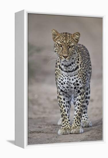 Leopard (Panthera Pardus), Ngorongoro Conservation Area, Serengeti, Tanzania, East Africa, Africa-James Hager-Framed Premier Image Canvas