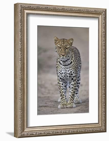 Leopard (Panthera Pardus), Ngorongoro Conservation Area, Serengeti, Tanzania, East Africa, Africa-James Hager-Framed Photographic Print