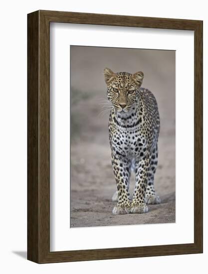 Leopard (Panthera Pardus), Ngorongoro Conservation Area, Serengeti, Tanzania, East Africa, Africa-James Hager-Framed Photographic Print