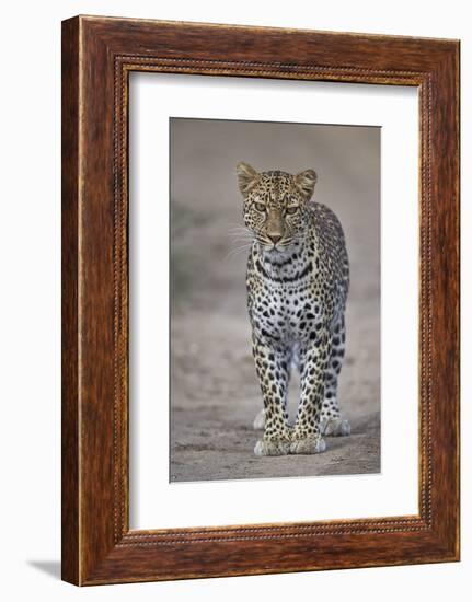 Leopard (Panthera Pardus), Ngorongoro Conservation Area, Serengeti, Tanzania, East Africa, Africa-James Hager-Framed Photographic Print