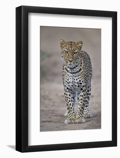 Leopard (Panthera Pardus), Ngorongoro Conservation Area, Serengeti, Tanzania, East Africa, Africa-James Hager-Framed Photographic Print