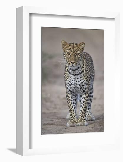 Leopard (Panthera Pardus), Ngorongoro Conservation Area, Serengeti, Tanzania, East Africa, Africa-James Hager-Framed Photographic Print