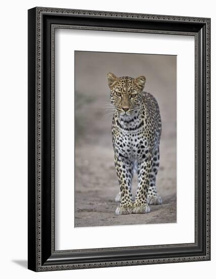 Leopard (Panthera Pardus), Ngorongoro Conservation Area, Serengeti, Tanzania, East Africa, Africa-James Hager-Framed Photographic Print