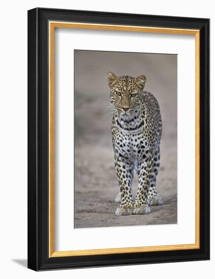 Leopard (Panthera Pardus), Ngorongoro Conservation Area, Serengeti, Tanzania, East Africa, Africa-James Hager-Framed Photographic Print